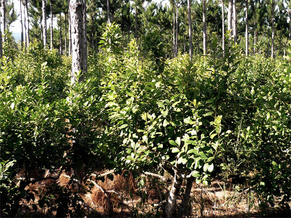 Ilex Paraguayensis