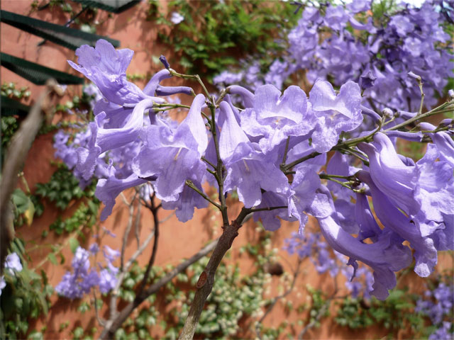 Jacaranda