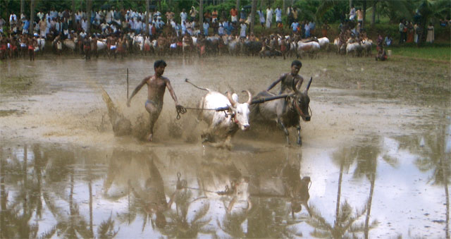 Bullock Race