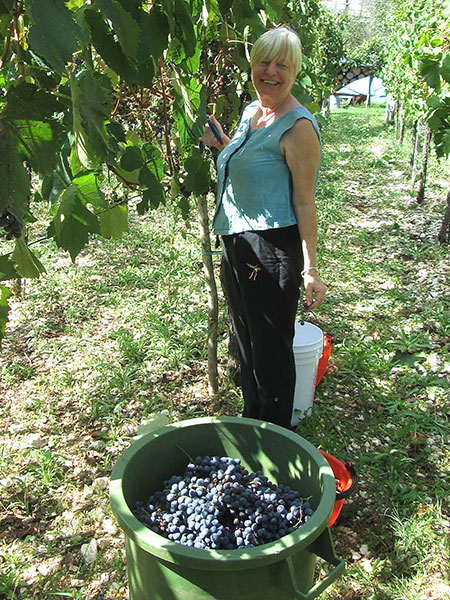 Picking Grapes