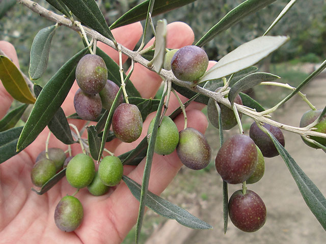 Olives