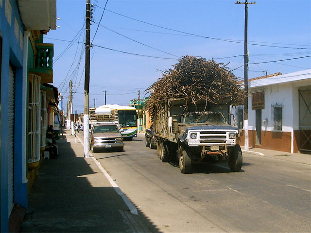 Sugar Cane